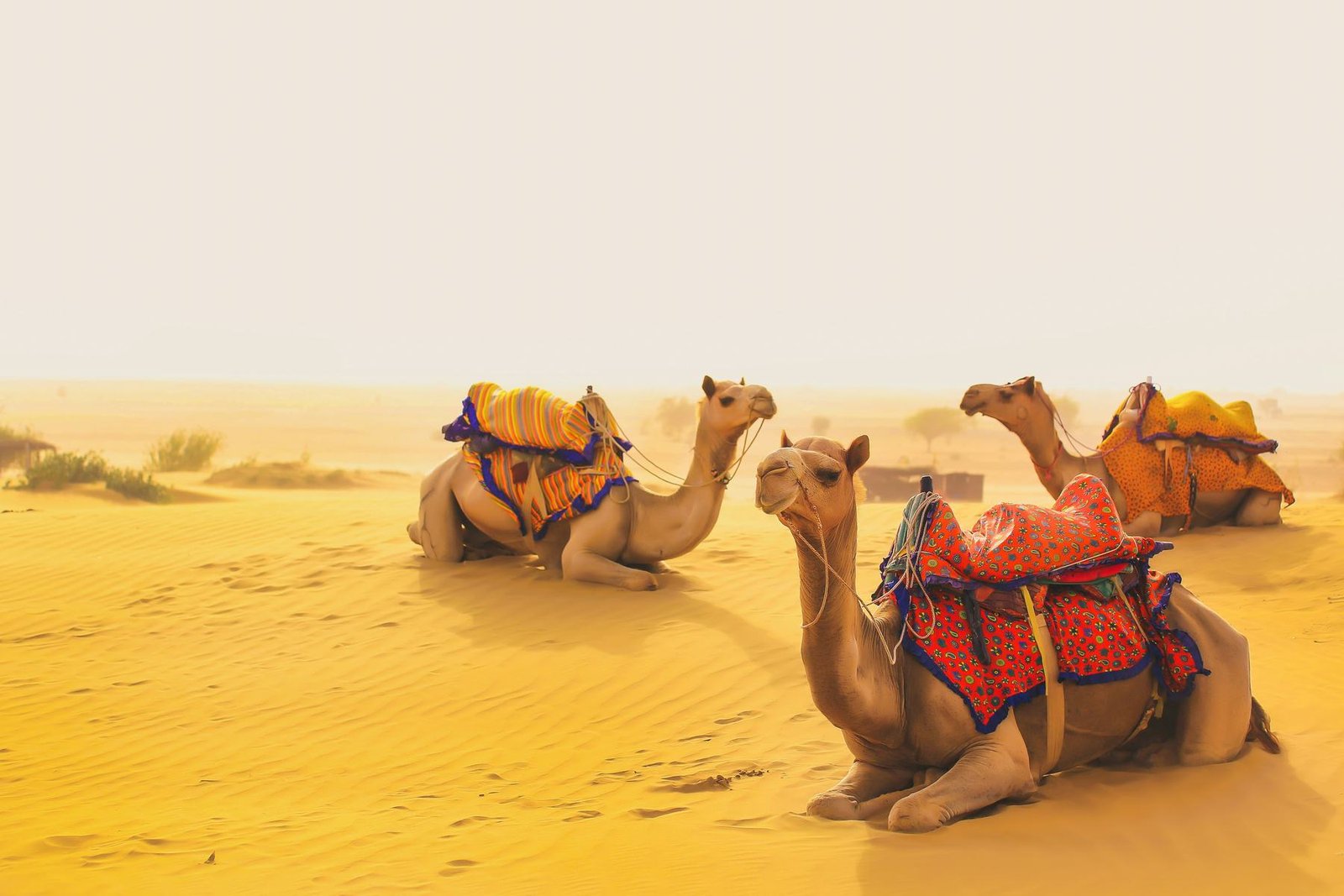 Camels resting on the Thar desert dunes