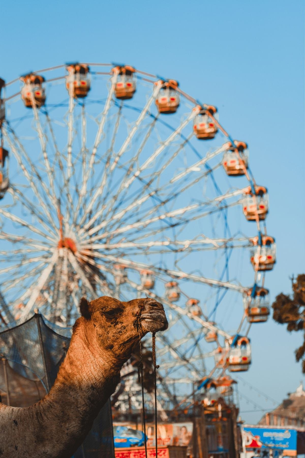 Camel and ferris wheel at the Pushkar fair