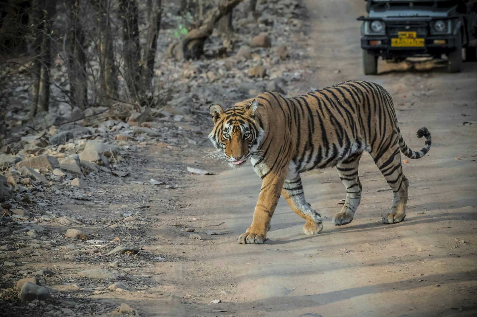 Tiger walking on a Ranthambore safari track